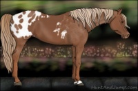 Horse Color:Chestnut and Chestnut Appaloosa