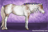 Horse Color:White Spotted Chestnut Sabino 