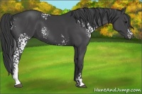 Horse Color:White Spotted Black
