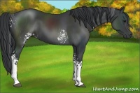 Horse Color:White Spotted Black