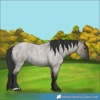 Horse Color:Grullo Roan 