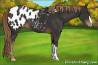 Horse Color:Liver Chestnut Appaloosa 