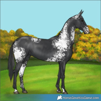 Horse Color:White Spotted Black 