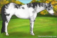 Horse Color:White Spotted Black Frame 