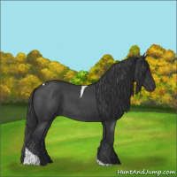 Horse Color:Blue Roan Tobiano