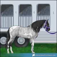 Horse Color:Blue Roan Tobiano 