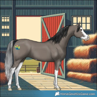 Horse Color:Grullo Splash 