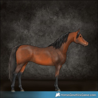 Horse Color:Bay Rabicano 
