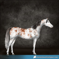 Horse Color:White Spotted Bay Sabino 