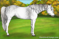 Horse Color:Gray White Spotted Black  and Gray White Spotted Silver Black 