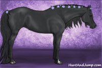 Horse Color:Black  and Black 
