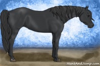 Horse Color:Black  and Black 