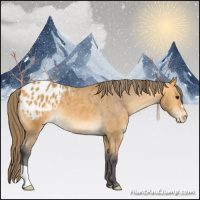 Horse Color:Buckskin Appaloosa 