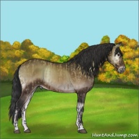 Horse Color:Bay Dun and Bay Onyx