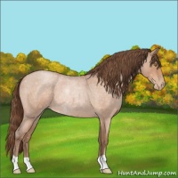 Horse Color:Bay Roan Pearl