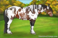 Horse Color:White Spotted Brown Appaloosa 