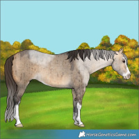 Horse Color:Buckskin Roan Dun Sabino Rabicano Brindle 