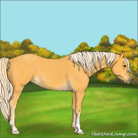 Horse Color:Palomino