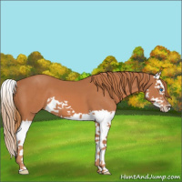 Horse Color:Chestnut Splash 