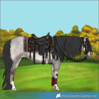 Horse Color:Blue Onyx Roan