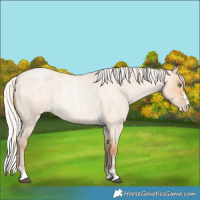 Horse Color:Silver Bay Roan Pearl Dun 