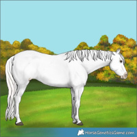 Horse Color:Silver Bay Roan Dun Leopard 