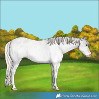 Horse Color:White Spotted Silver Grullo Roan Rabicano 