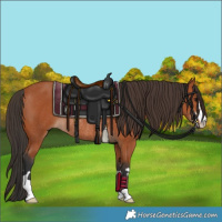 Horse Color:Bay Rabicano 