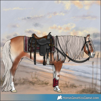 Horse Color:Silver Bay Onyx Rabicano