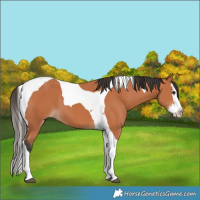 Horse Color:Bay Splash Tobiano 