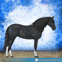 Horse Color:Black Tobiano Rabicano
