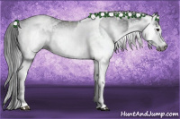 Horse Color:Gray White Spotted Black  and Gray White Spotted Black 
