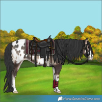Horse Color:Blue Onyx Appaloosa