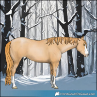 Horse Color:Chestnut Pearl 