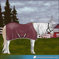 Horse Color:Chestnut Appaloosa