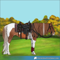 Horse Color:Chestnut Tobiano Appaloosa 