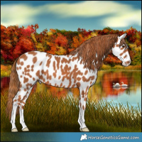 Horse Color:Chestnut Appaloosa 