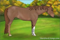 Horse Color:Red Roan 