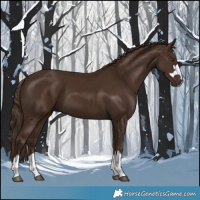 Horse Color:Liver Chestnut 