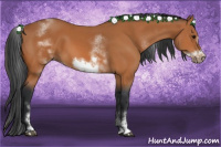 Horse Color:White Spotted Bay Sabino Frame 