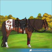 Horse Color:Bay Appaloosa