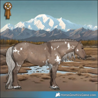 Horse Color:White Spotted Silver Grullo 