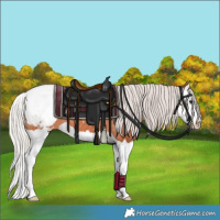 Horse Color:Silver Bay Splash Appaloosa 