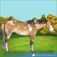 Horse Color:White Spotted Buckskin Sabino 
