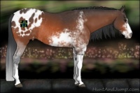 Horse Color:Bay Sabino Appaloosa Rabicano 