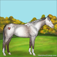 Horse Color:Gray Sable Champagne Tobiano