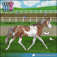 Horse Color:Chestnut Splash Tobiano  and Chestnut Sabino Splash Tobiano 