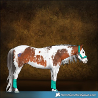 Horse Color:Bay Splash Tobiano  and Bay Splash Tobiano 