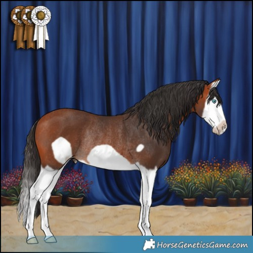 Horse Color:Bay Splash Frame Rabicano 