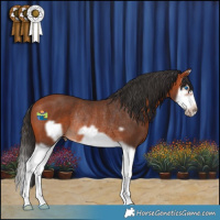 Horse Color:Bay Splash Frame Rabicano 